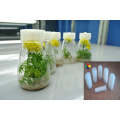 Chinese high quality plant growth regulator zeatin